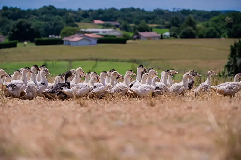 faire la route du foie gras dans les landes à la ferme birouca